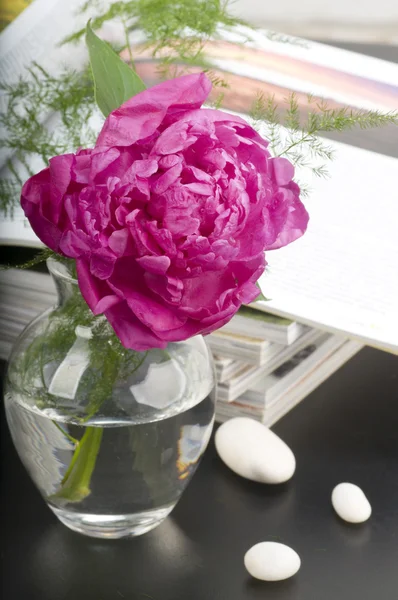 Piwonia kwiat boquet — Zdjęcie stockowe