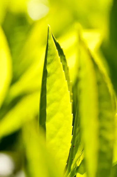 Tea plant — Free Stock Photo