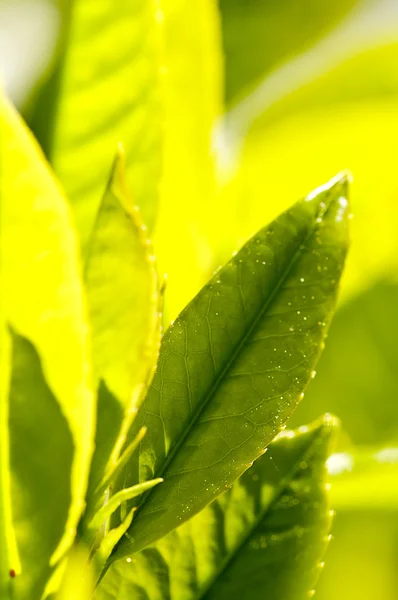Tea plant — Stock Photo, Image