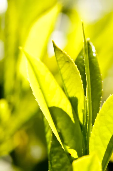Tea plant — Stock Photo, Image