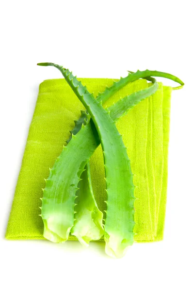 Médecine à base de plantes Aloe vera — Photo