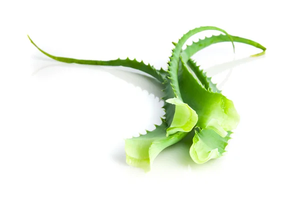 Aloe vera fitoterapia — Foto Stock
