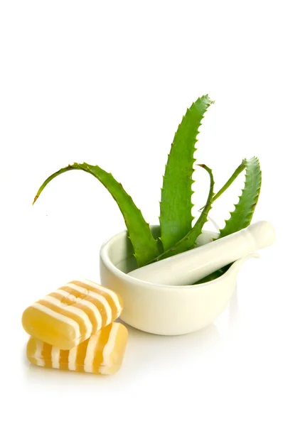 Aloe vera bylinný lék — Stock fotografie