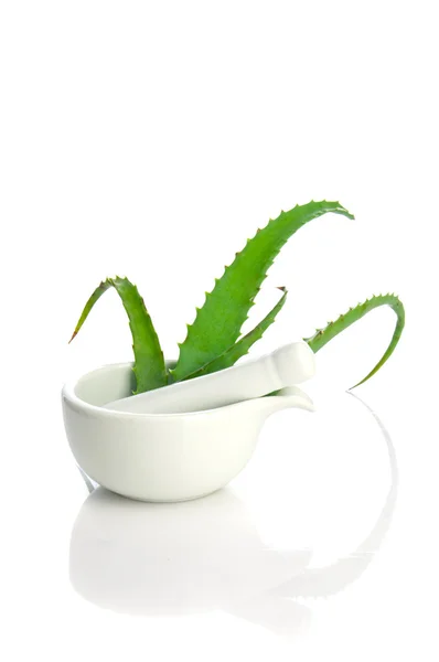 Aloe vera bitkisel ilaç — Stok fotoğraf