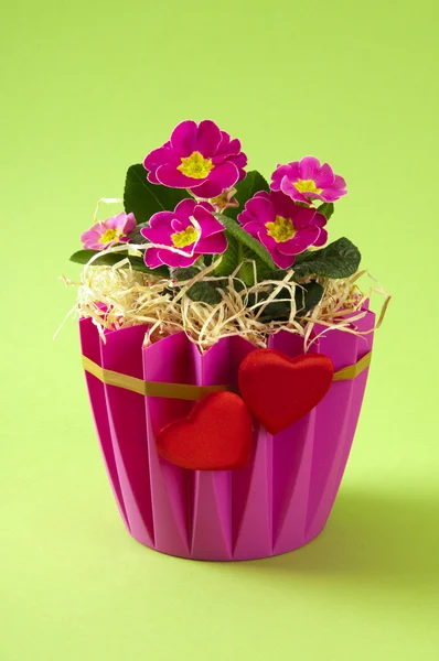 Primrose bloemboeket — Stockfoto
