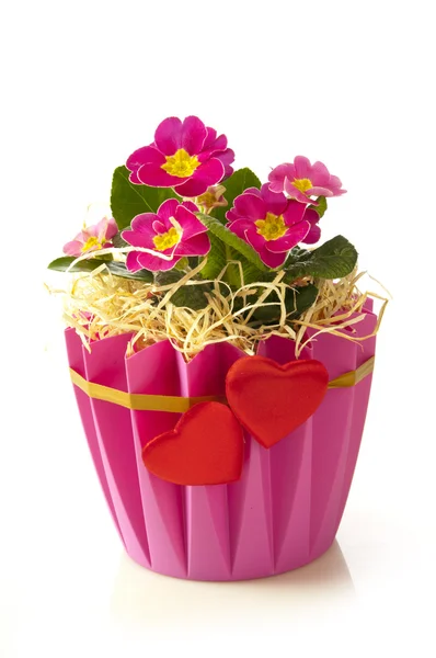 Maceta de flores de prímula — Foto de Stock
