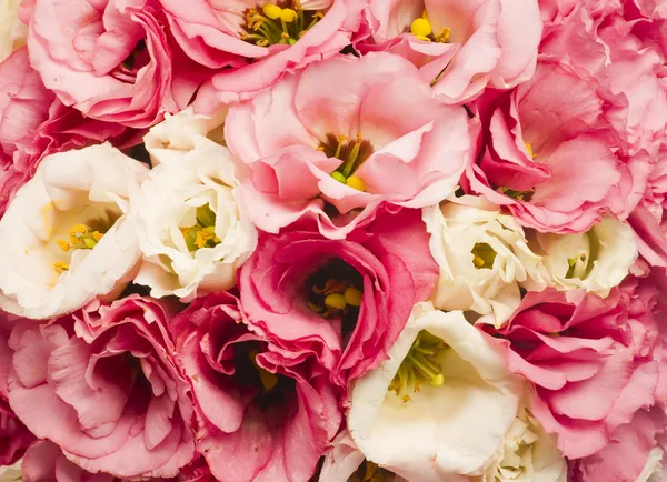 Rose background — Fotografie de stoc gratuită