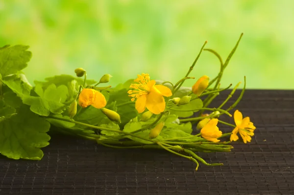 Herbal medicine: celandine — Stock Photo, Image