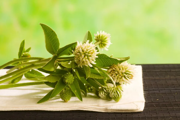 Herbal medicine: clower — Stock Photo, Image
