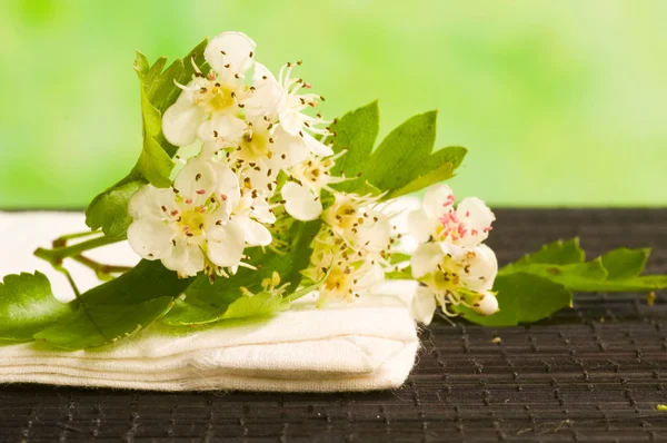 Medicina herbal: flor de espino —  Fotos de Stock
