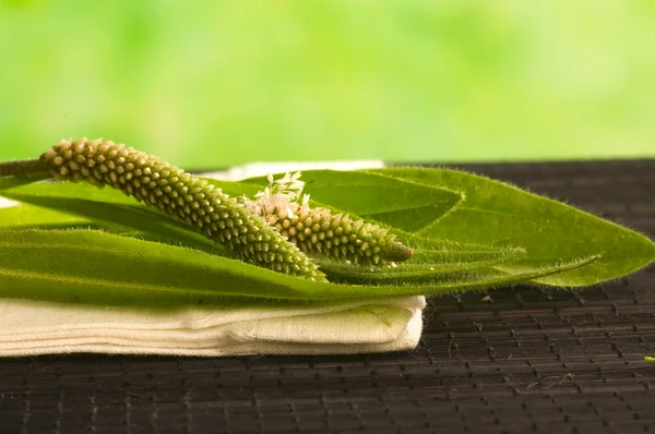 Травяная медицина: Plantago lanceolata — стоковое фото
