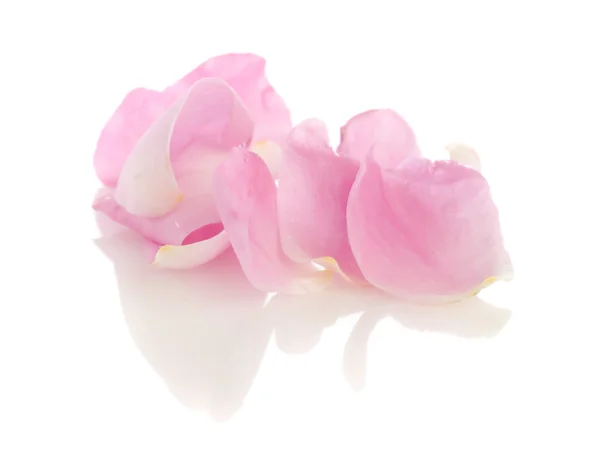 Rózsaszirom — Stock Fotó
