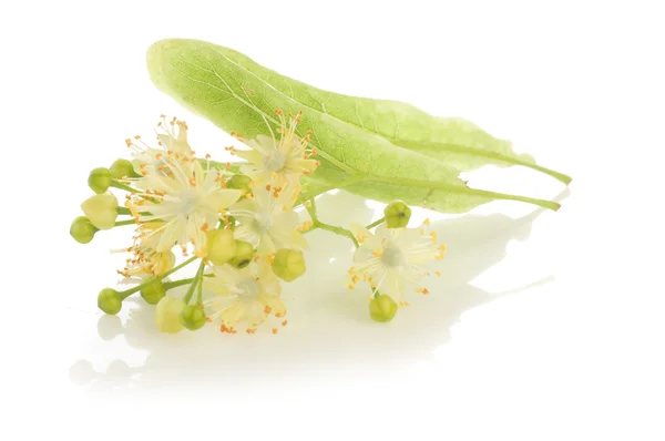Medicina alternativa: fiori di tiglio (ricevere il trattamento per la tosse ) — Foto Stock