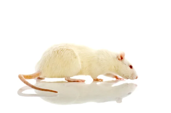 Rata blanca aislada —  Fotos de Stock