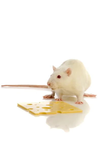 White rat isolated — Stock Photo, Image