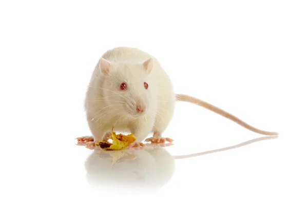 Rato branco isolado — Fotografia de Stock