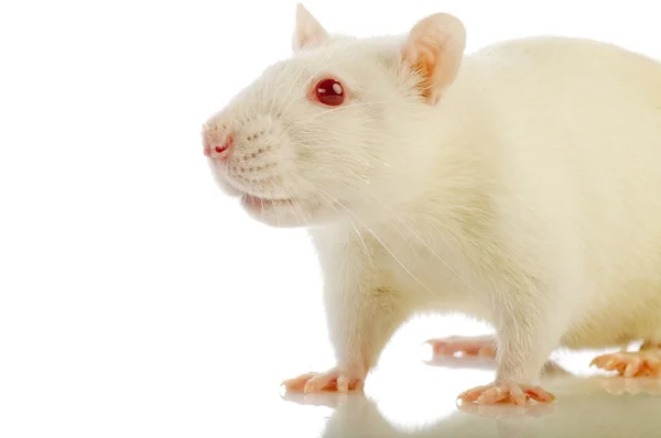 Elszigetelt fehér patkány — Stock Fotó