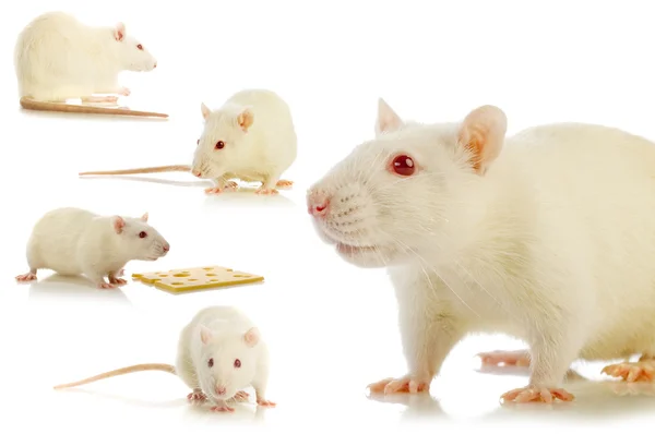 White rat geïsoleerd collage — Stockfoto