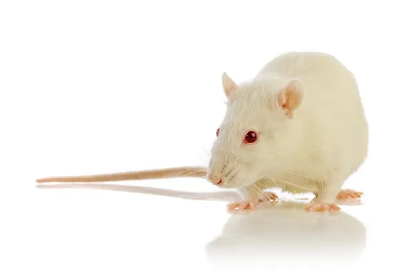 Elszigetelt fehér patkány — Stock Fotó