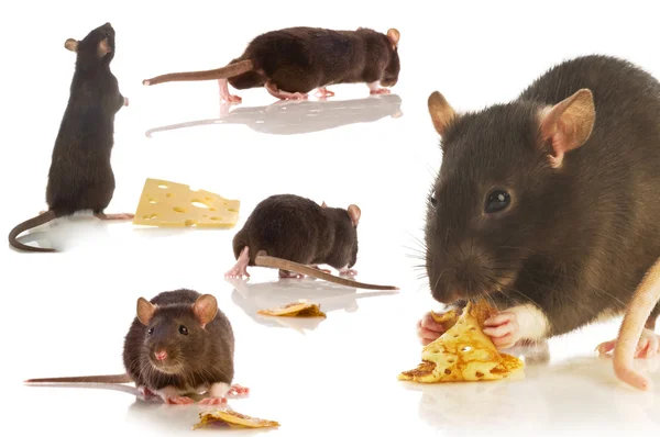 Schwarze Ratte isolierte Collage — Stockfoto