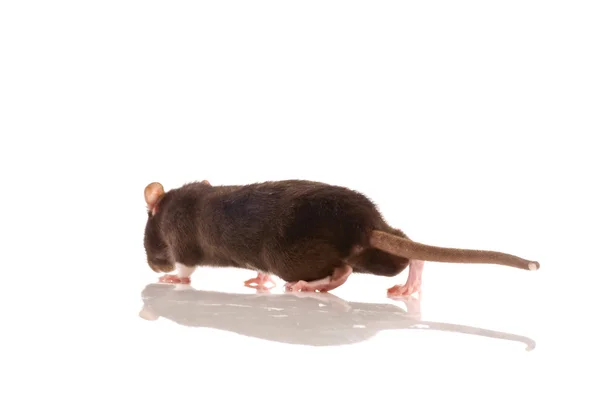 Svart råtta isolerade — Stockfoto