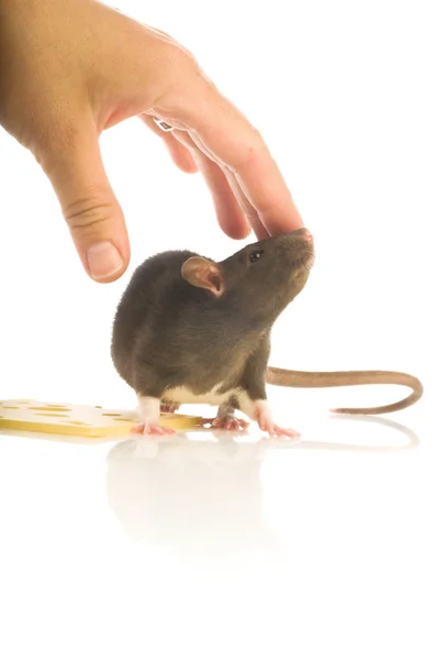 Svart råtta isolerade — Stockfoto