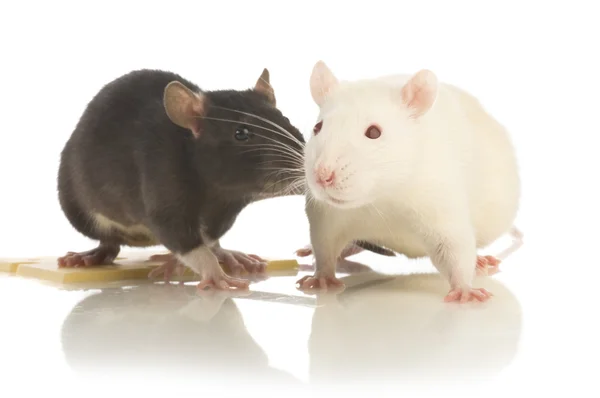 Two rat isolated — Stock Photo, Image