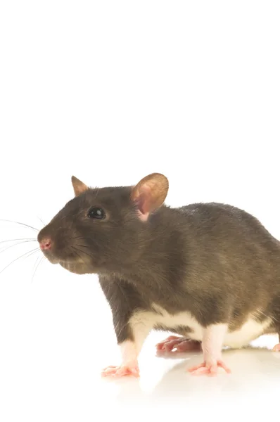 Black rat isolated — Stock Photo, Image