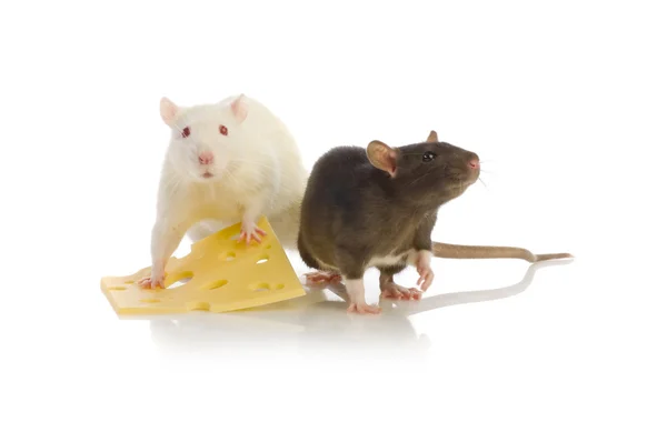 Dwa szczury na białym tle — Zdjęcie stockowe