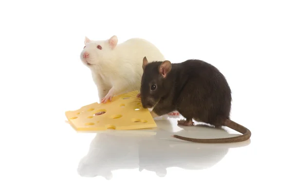 Dos ratas aisladas —  Fotos de Stock