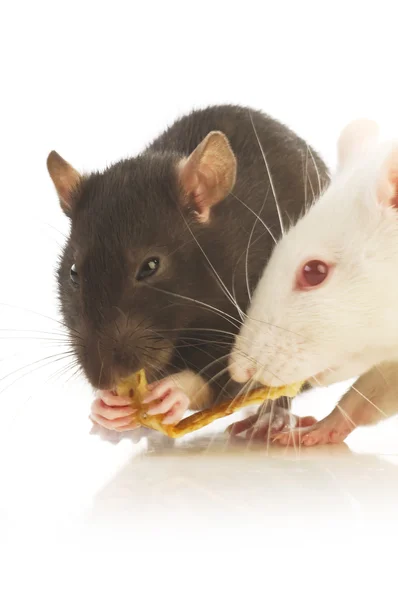 Zwei Ratte isoliert — Stockfoto