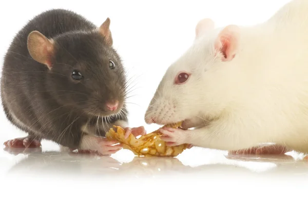 Dos ratas aisladas —  Fotos de Stock