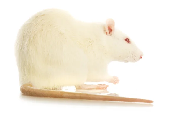 Білий Пацюк ізольовані — стокове фото