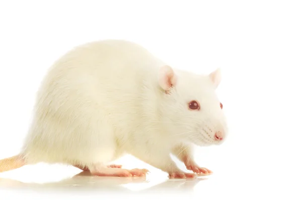 Weiße Ratte isoliert — Stockfoto