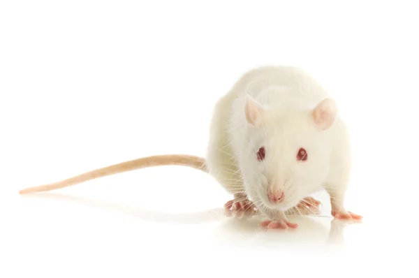 White rat isolated — Stock Photo, Image