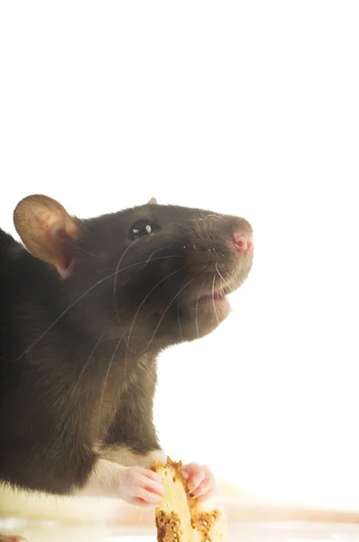 Czarny szczur na białym tle — Zdjęcie stockowe