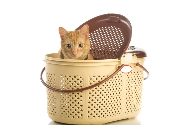Kočka v košíku na bílém pozadí — Stock fotografie