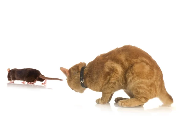 Миша і кіт ізольовані — стокове фото