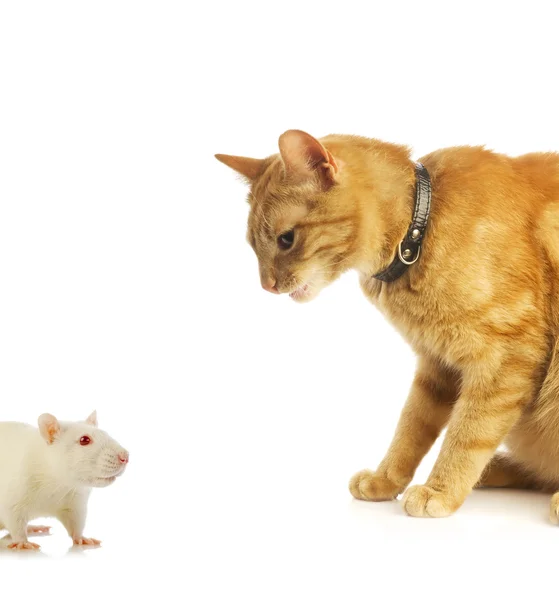 Мышь и кошка изолированы — стоковое фото