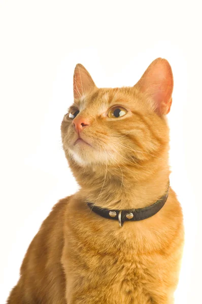 Pisica ghimbir — Fotografie, imagine de stoc