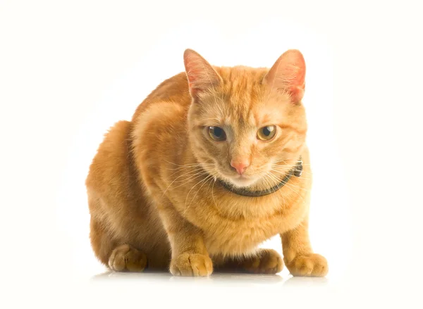 Pisica ghimbir — Fotografie, imagine de stoc