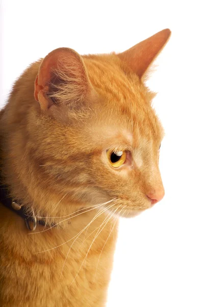 생강 고양이 — 스톡 사진