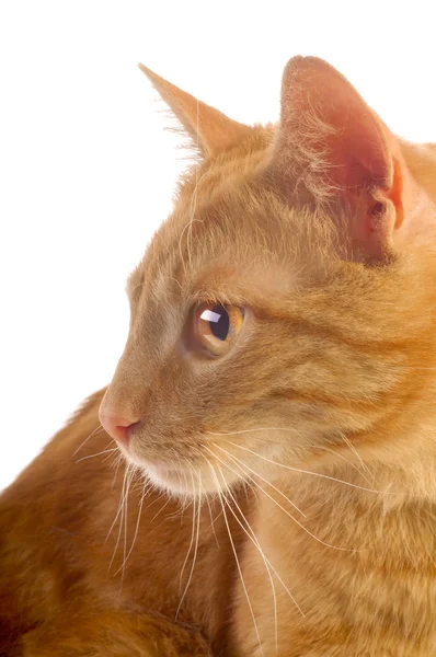 Ginger cat — Stock Photo, Image