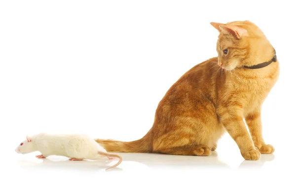 Muis en kat geïsoleerd — Stockfoto