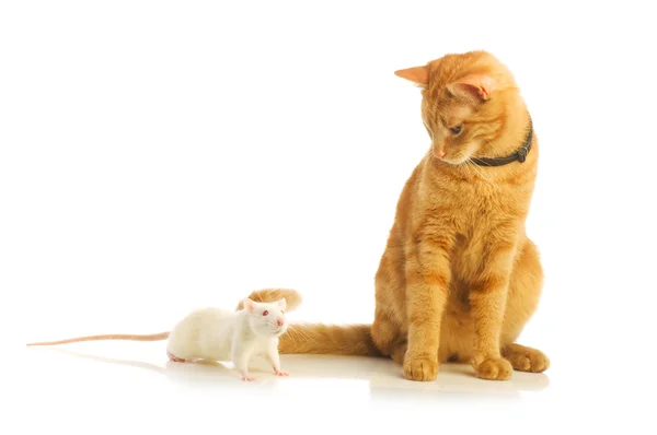 Mysz i kot na białym tle — Zdjęcie stockowe