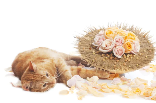 Gato con ramo de flores —  Fotos de Stock