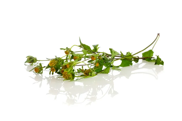 Bitkisel Tıp: bur kadife çiçeği — Stok fotoğraf