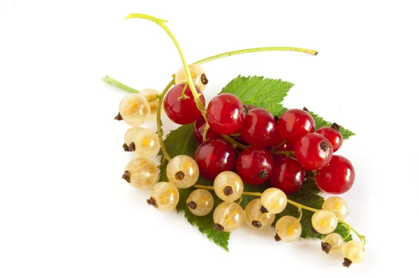 Ribes rosso e bianco con foglie — Foto Stock