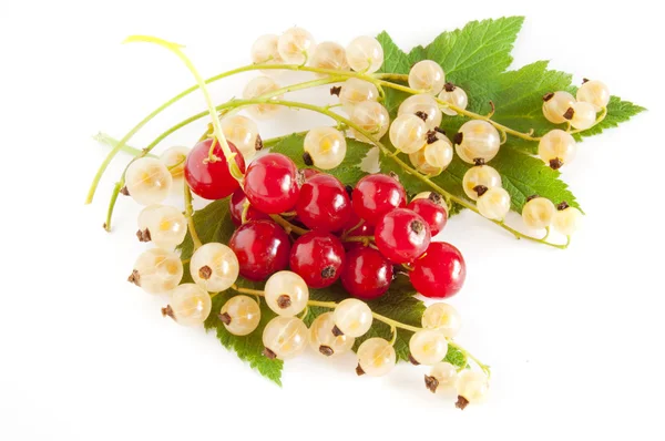 Red and white currant with leaves — Stock Photo, Image