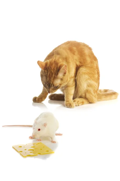 Мышь и кошка изолированы Стоковое Фото